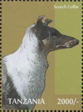 Scotch Collie