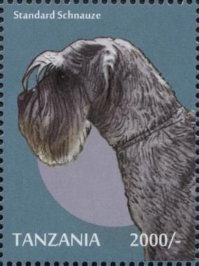Standard Schnauzer