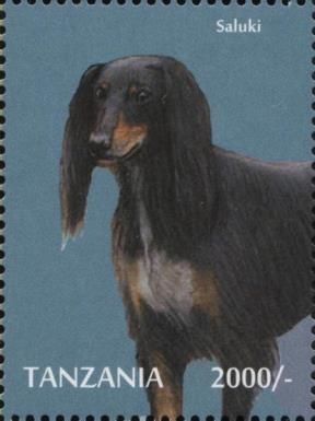 Saluki
