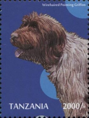 Wirehaired Pointing Griffon