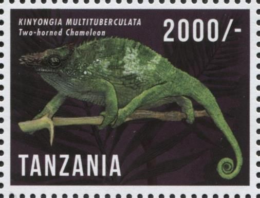 Two-horned Chameleon (Kinyongia multituberculata)