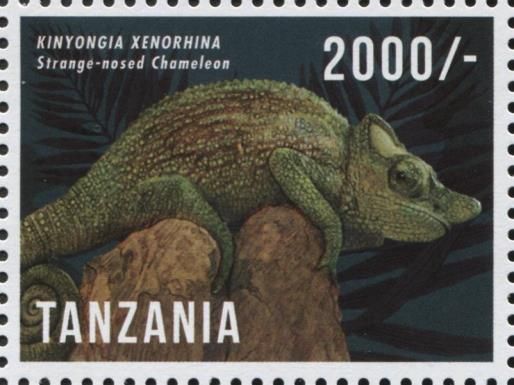 Strange-horned Chameleon (Kinyongia xenorhina)