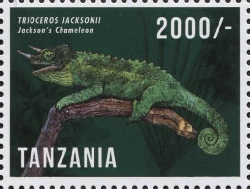 Jackson's Chameleon (Trioceros jacksonii)