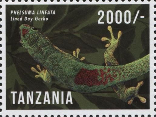 Lined Day Gecko (Phelsuma lineata)