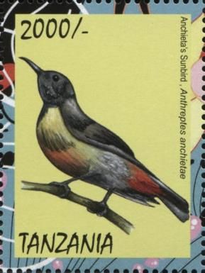 Anchieta's Sunbird (Anthreptes anchietae)