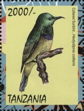 Collared Sunbird (Hedydipna collaris)