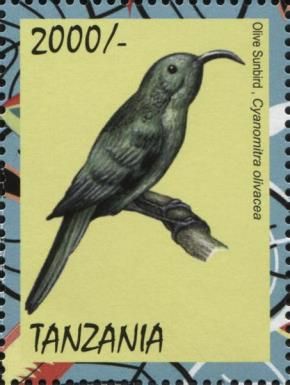 Olive Sunbird (Cyanomitra olivacea)