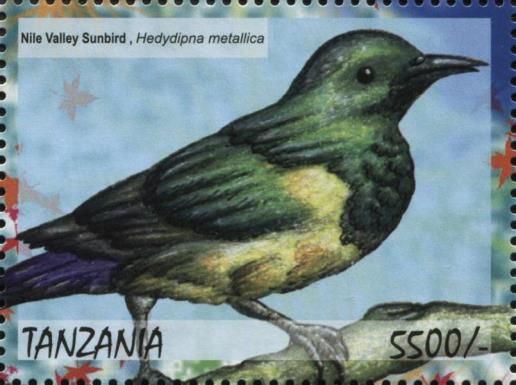 Nile Valley Sunbird (Hedydipna metallica)