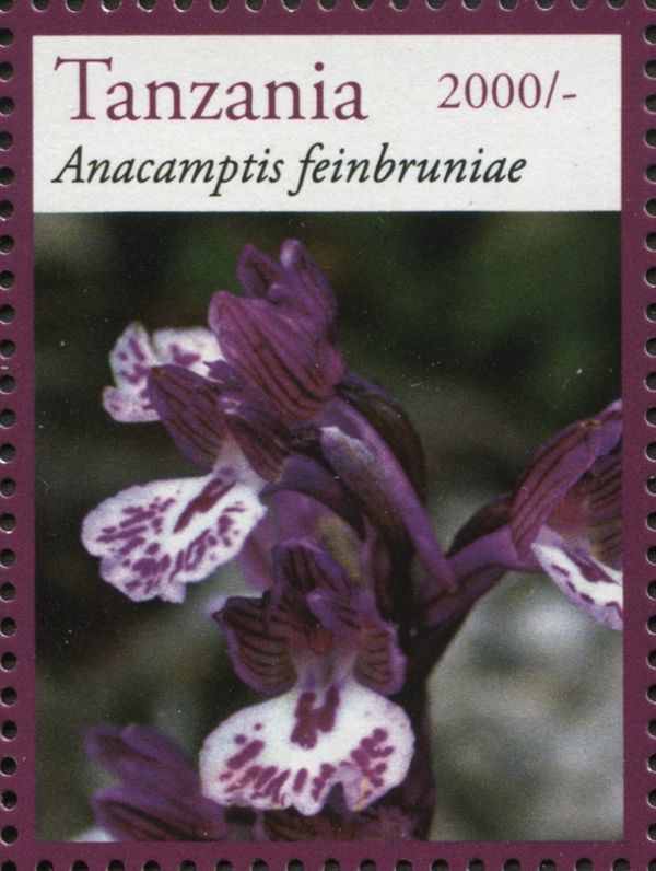 Anacamptis feinbruniae