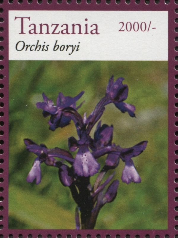 Orchis boryi