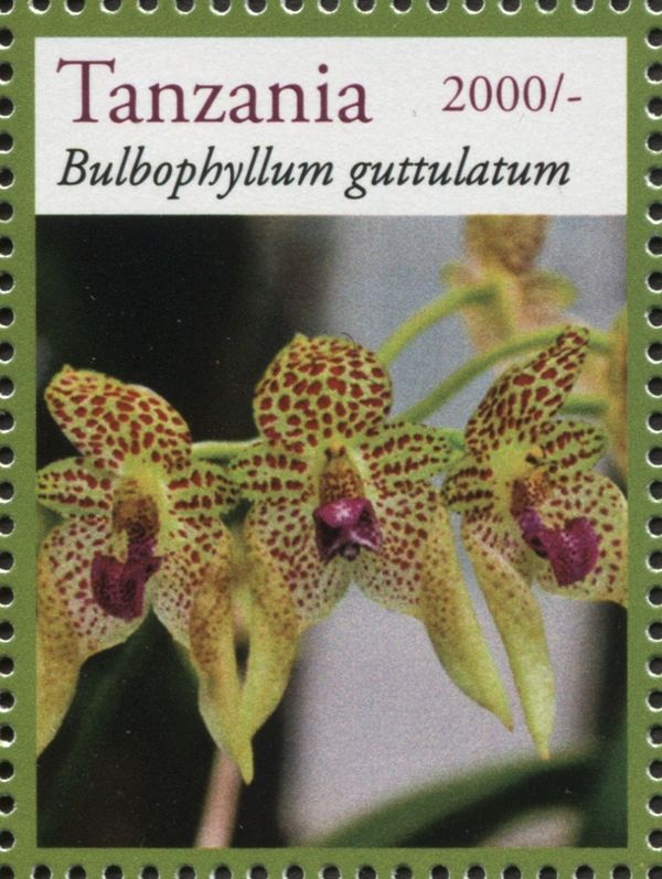 Bulbophyllum guttulatum