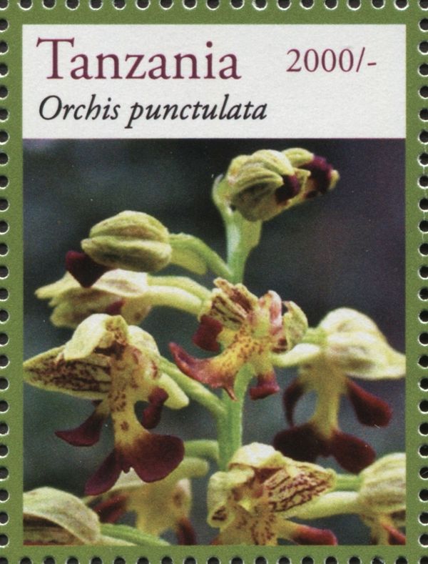 Orchis punctulata