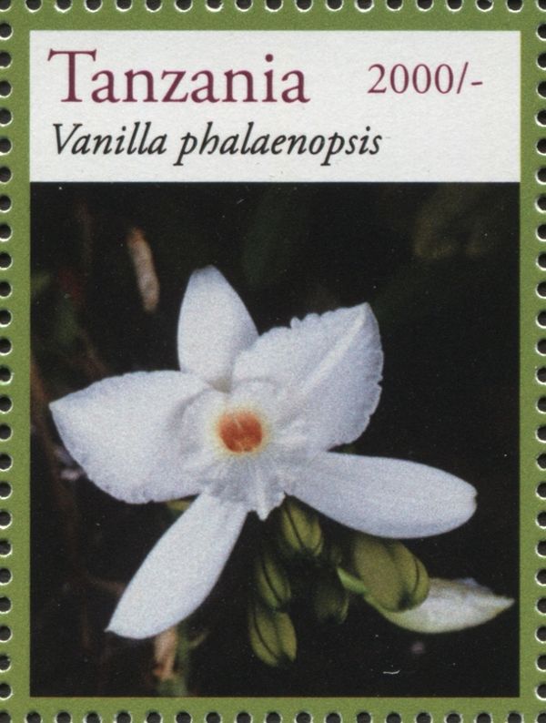 Vanilla phalaenopsis