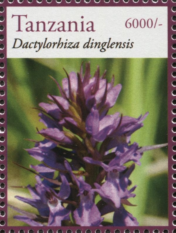 Dactylorhiza dinglensis