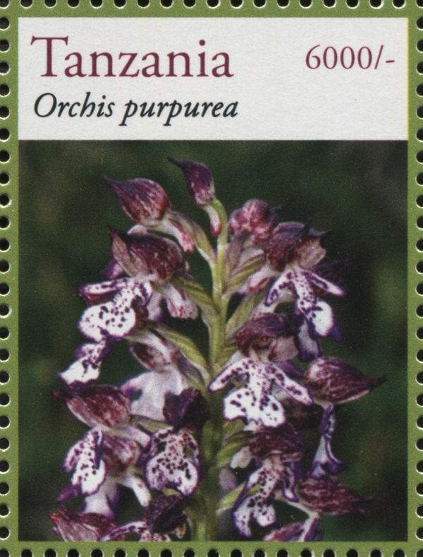 Orchis purpurea
