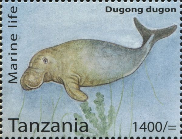 Dugong (Dugong dugon)