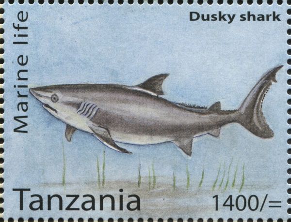 Dusky Shark (Carcharhinus obscurus)
