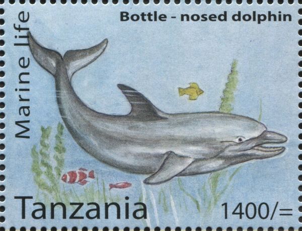 Common Bottlenose Dolphin (Tursiops truncatus)