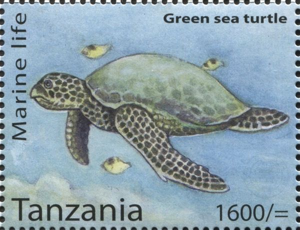 Green Sea Turtle (Chelonia mydas)
