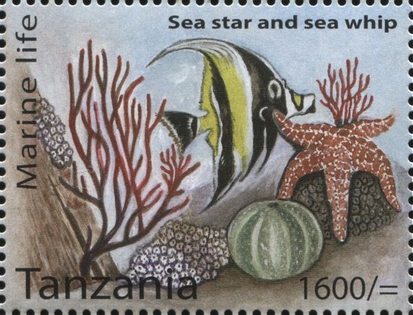 Sea star and Sea whip