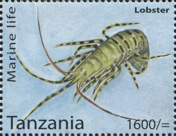 Lobster (Family Nephropidae)