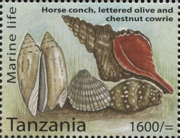 Florida Horse Conch (Triplofusus giganteus), Lettered Olive