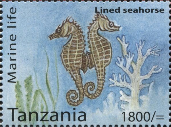 Lined Seahorse (Hippocampus erectus)