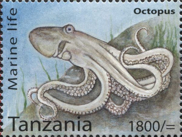 Octopus (Octopus sp.)