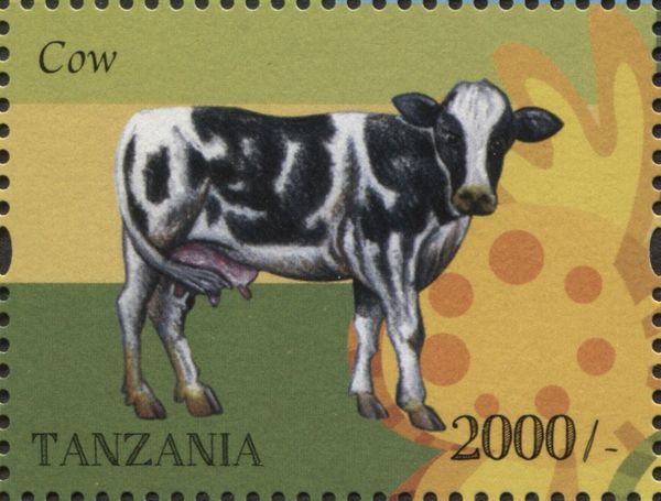 Cow (Bos primigenius taurus)