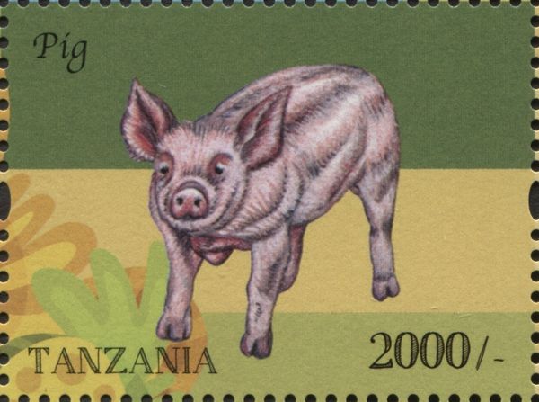 Piglet (Sus scrofa domestica)