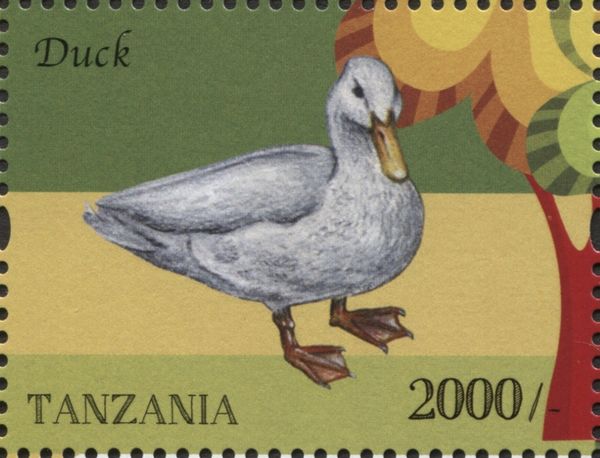 Domestic Duck (Anas platyrhynchos domestica)