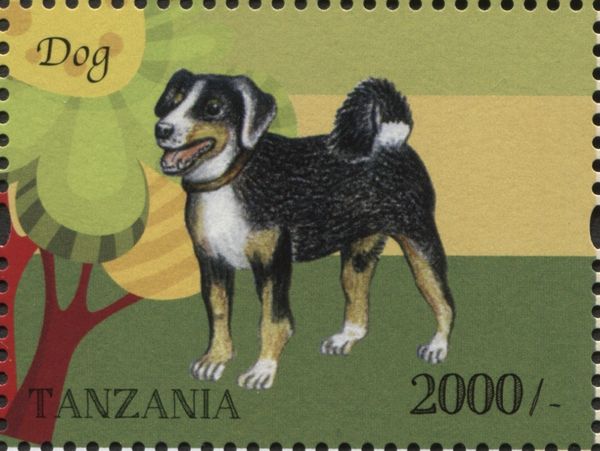 Dog (Canis lupus familiaris)