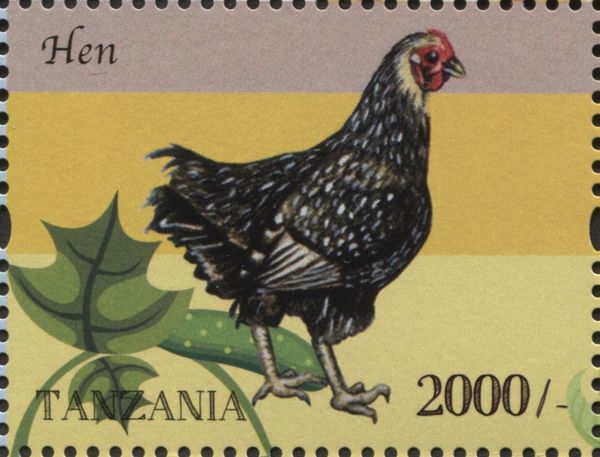 Hen (Gallus gallus domesticus)