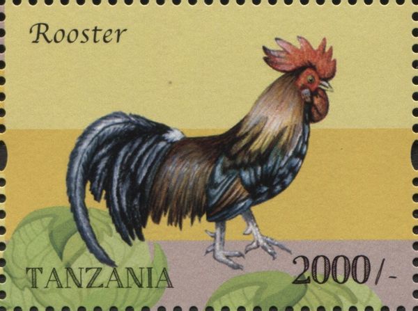 Rooster (Gallus gallus domesticus)