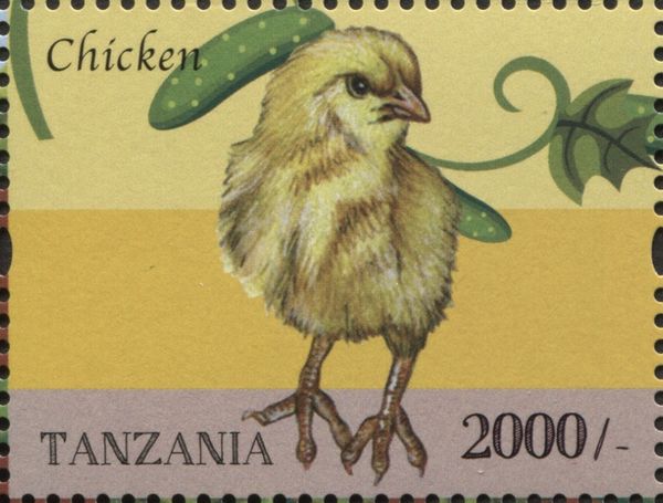 Baby Chicken (Gallus gallus domesticus)