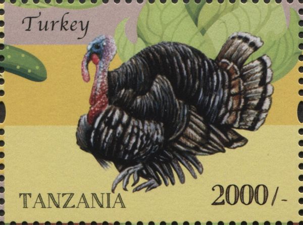 Domesticated Turkey (Meleagris gallopavo)