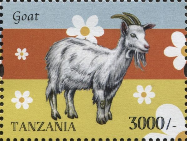 Domestic Goat (Capra aegagrus hircus)