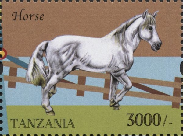 Horse (Equus ferus caballus)