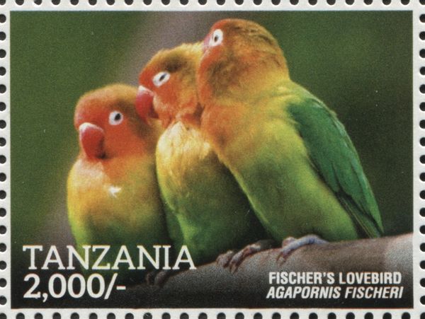 Fischer's Lovebird (Agapornis fischeri)