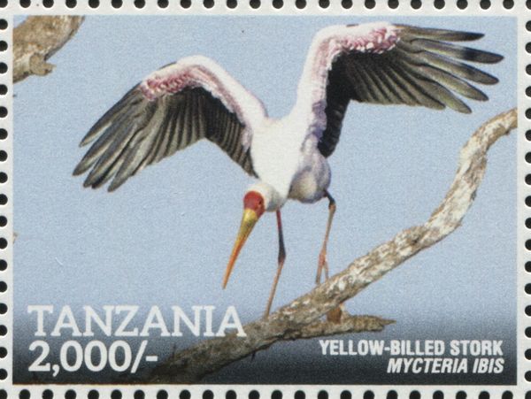 Yellow-billed Stork (Mycteria ibis)