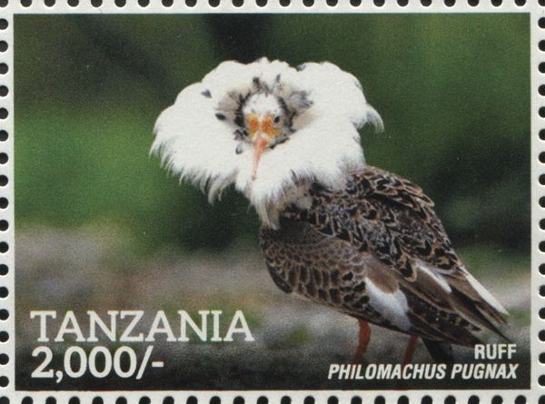 Ruff (Philomachus pugnax)