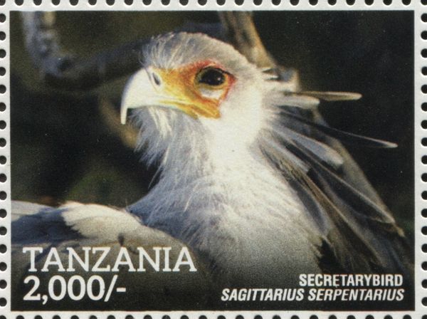 Secretarybird (Sagittarius serpentarius)