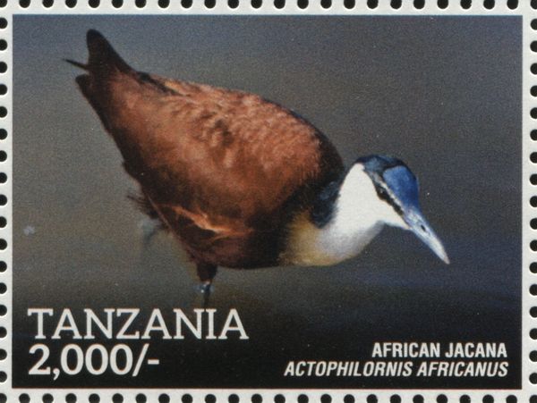 African Jacana (Actophilornis africanus)
