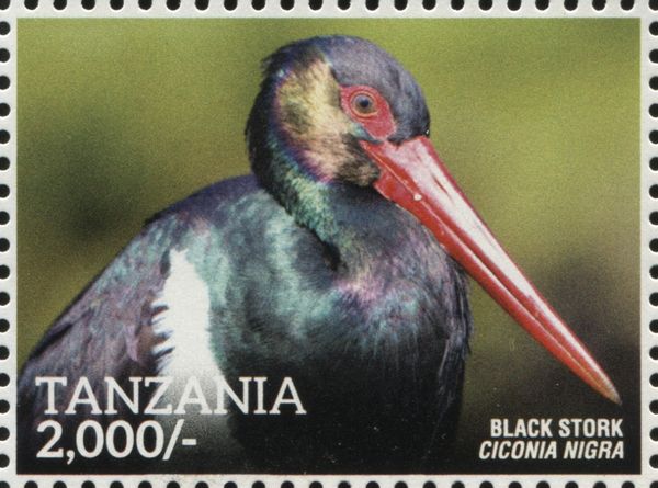 Black Stork (Ciconia nigra)