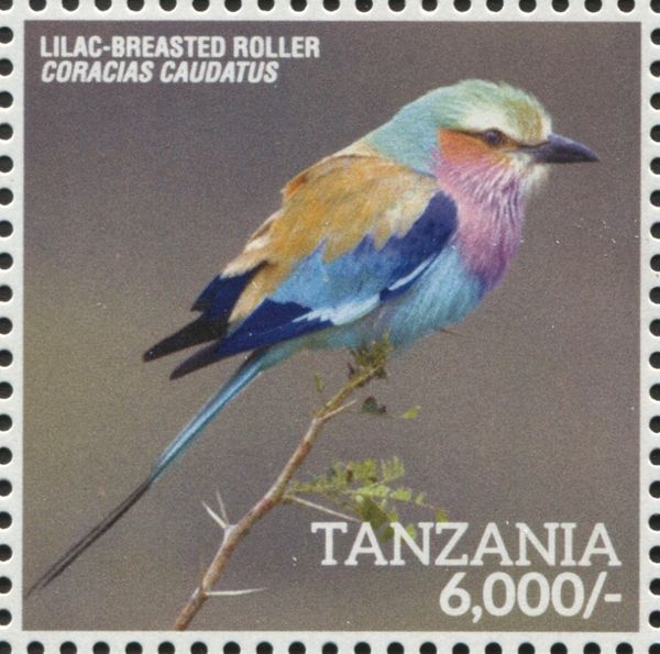 Lilac-breasted Roller (Coracias caudatus)