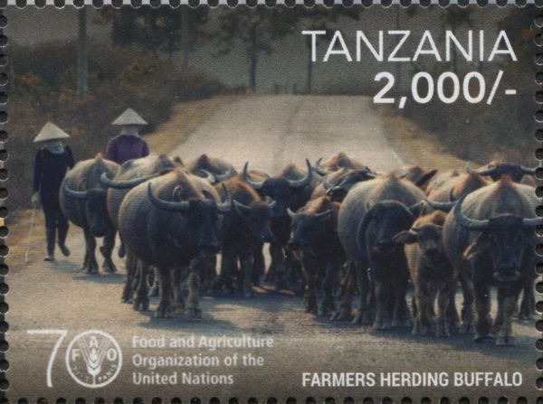 Cattle (Bos primigenius taurus)