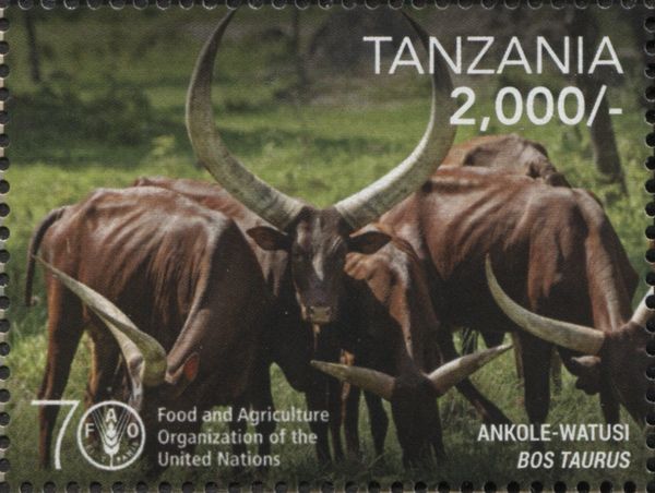 Watussi Cattle (Bos primigenus taurus)