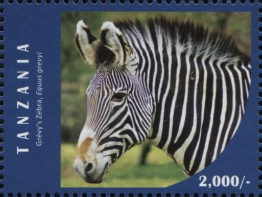 Grevy's Zebra (Equus grevyi)