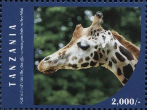 Rothschild's Giraffe (Giraffa camelopardalis rothschildi)