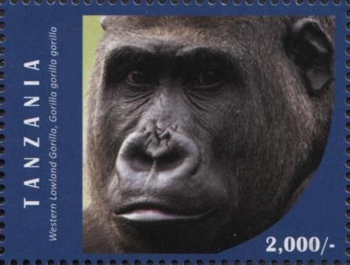 Western Lowland Gorilla (Gorilla gorilla gorilla)